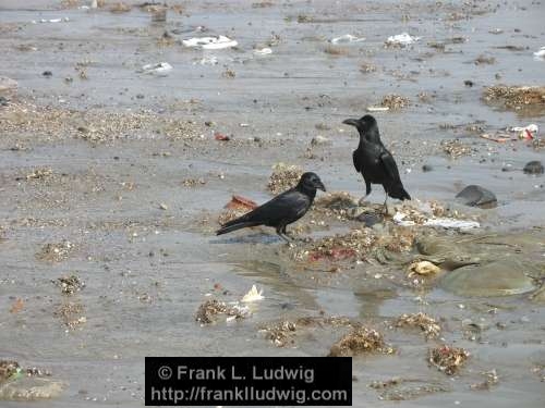 Crows Gathering Nesting Material, Maharashtra, Bombay, Mumbai, India